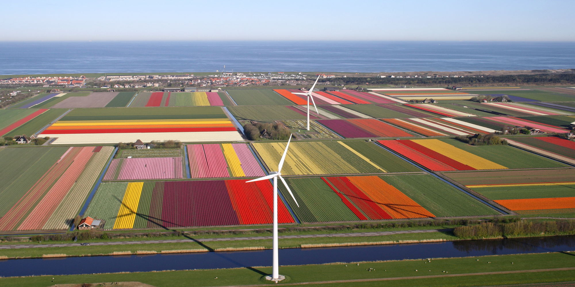 Dutch tulip field